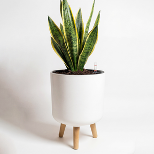 Bamworld 10-Inch Self-Watering Planter Pot with Wooden Stand