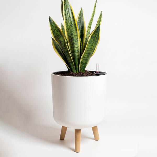 Bamworld 10-Inch Self-Watering Planter Pot with Wooden Stand