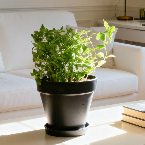 Bamworld 7.8-Inch Matte Black Planter Pot with Matching Saucer