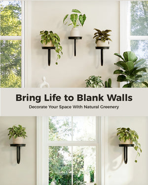 Bamworld 6" Heavy Duty Iron Wall Plant Holder (3-Pack)
