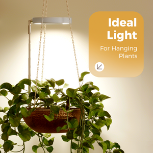 Bamworld Height-Adjustable Full Spectrum LED Ring Grow Light (Halo Edition)