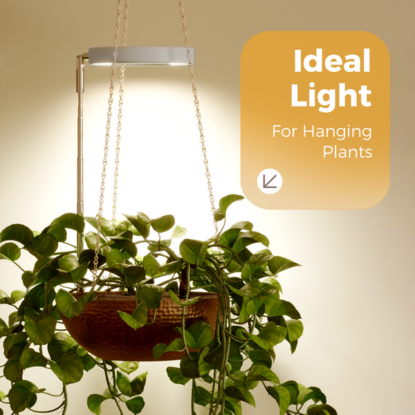 Bamworld Height-Adjustable Full Spectrum LED Ring Grow Light (Halo Edition)